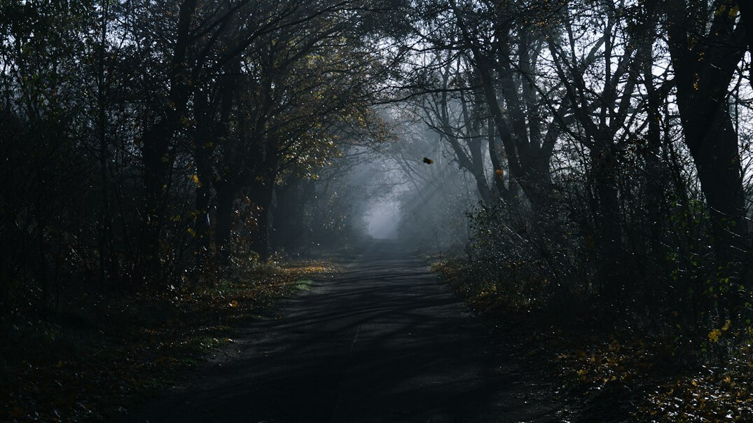 dark foggy forest